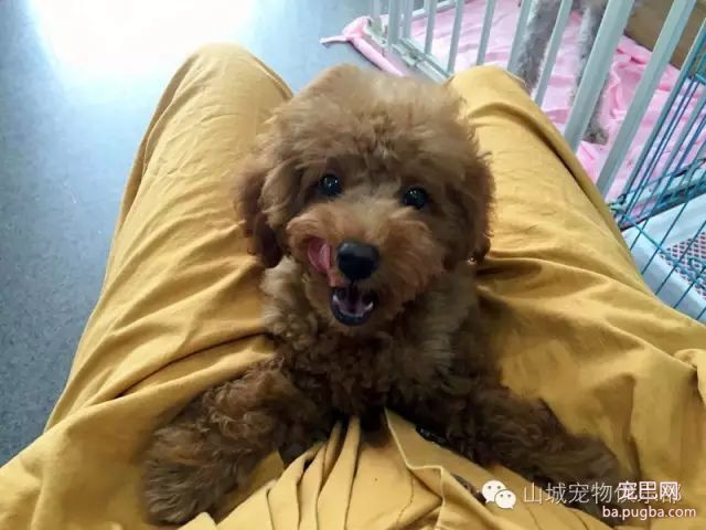 狗狗的心理健康，你们关注过嘛？-1.jpeg