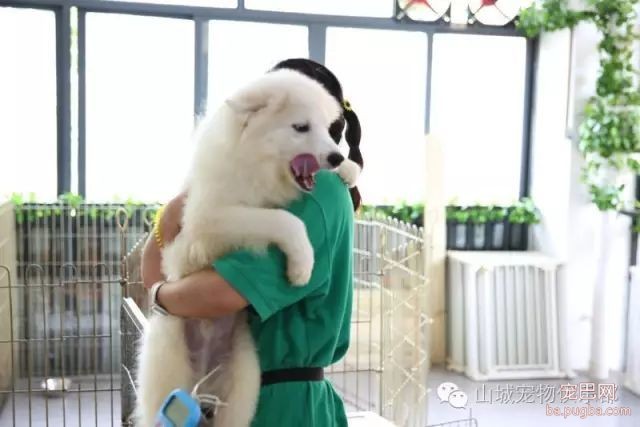 狗狗的心理健康，你们关注过嘛？-2.jpeg