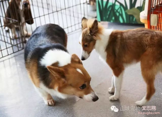 狗狗的心理健康，你们关注过嘛？-5.jpeg