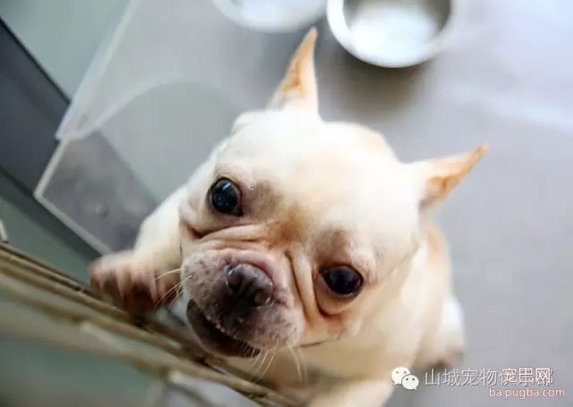 狗狗的心理健康，你们关注过嘛？-4.jpeg