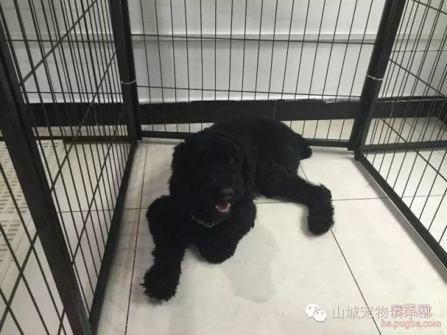 狗狗的心理健康，你们关注过嘛？-6.jpeg