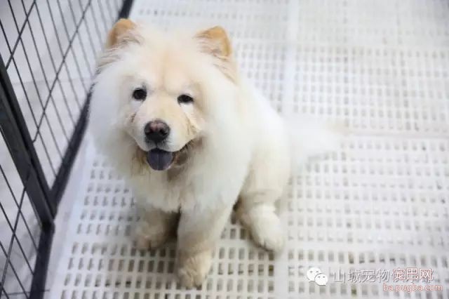 狗狗的心理健康，你们关注过嘛？-7.jpeg