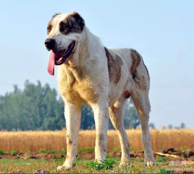 猛犬三国志-6.jpeg
