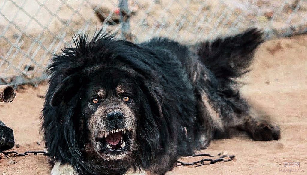 猛犬三国志-10.jpeg