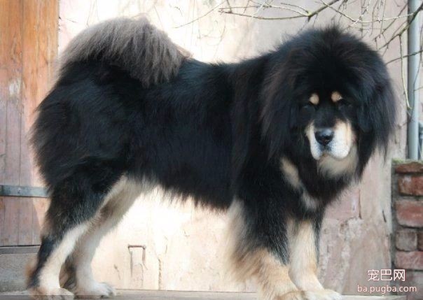 猛犬三国志-11.jpeg