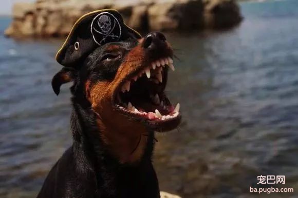 猛犬三国志-18.jpeg