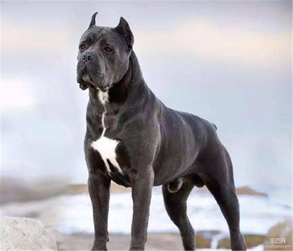 猛犬三国志-22.jpeg