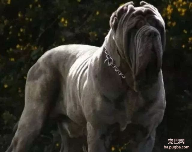 猛犬三国志-16.jpeg