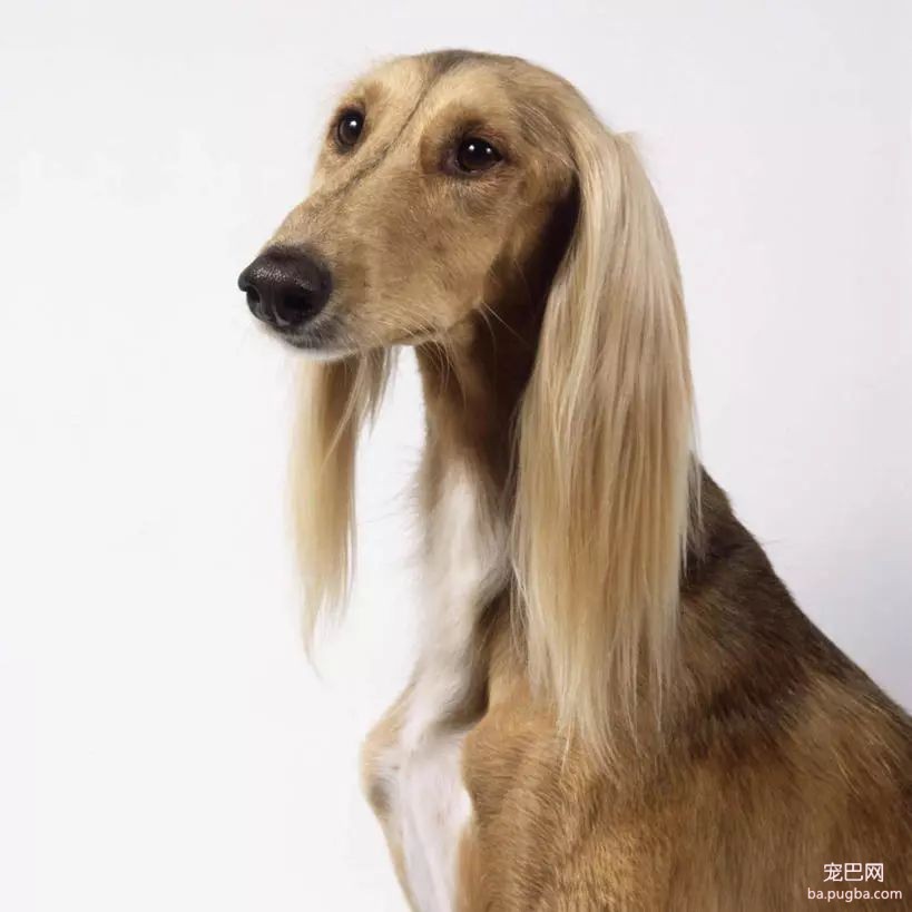 猛犬三国志-38.jpeg