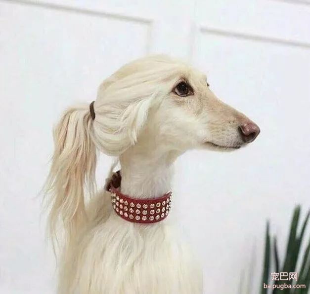 猛犬三国志-39.jpeg