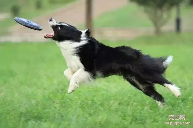 猛犬三国志-47.jpeg
