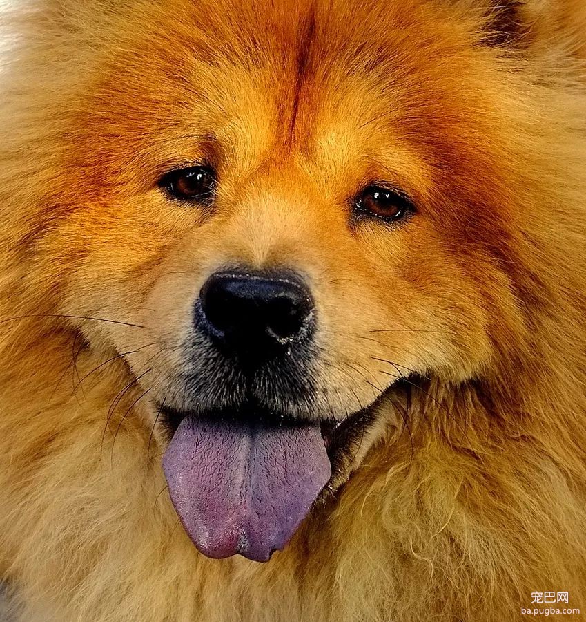 猛犬三国志-60.jpeg