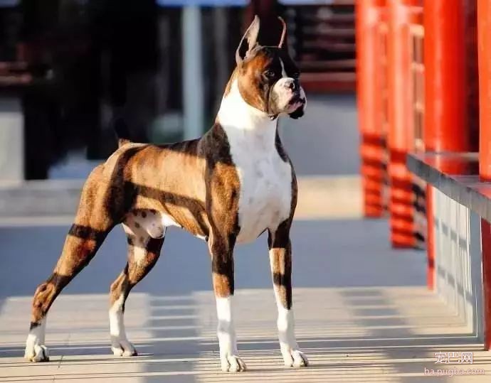 猛犬三国志-63.jpeg