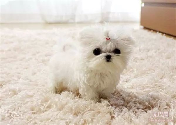 茶杯犬，可爱爆了-2.jpeg