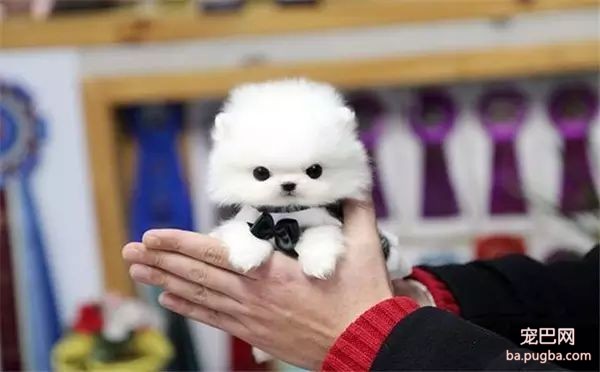 茶杯犬，可爱爆了-3.jpeg