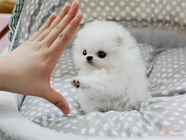 茶杯犬，可爱爆了-4.jpeg