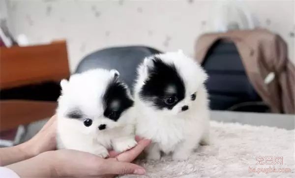 茶杯犬，可爱爆了-10.jpeg