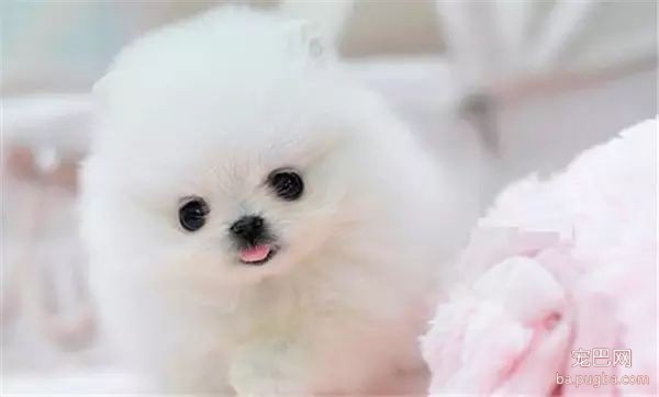 茶杯犬，可爱爆了-9.jpeg
