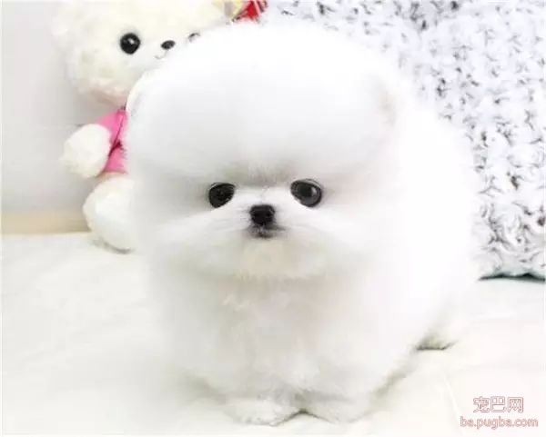 茶杯犬，可爱爆了-6.jpeg