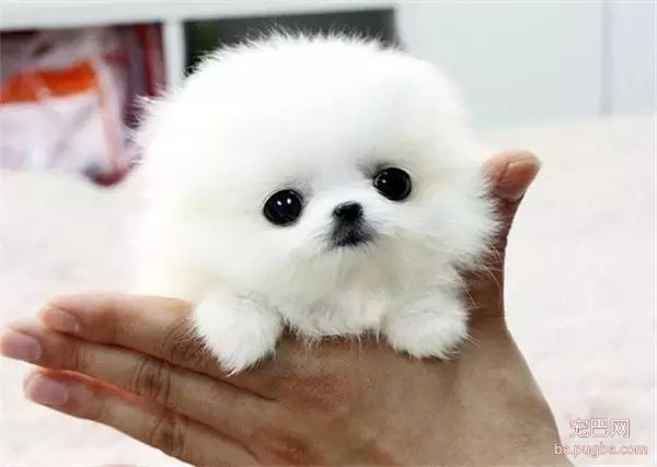 茶杯犬，可爱爆了-7.jpeg