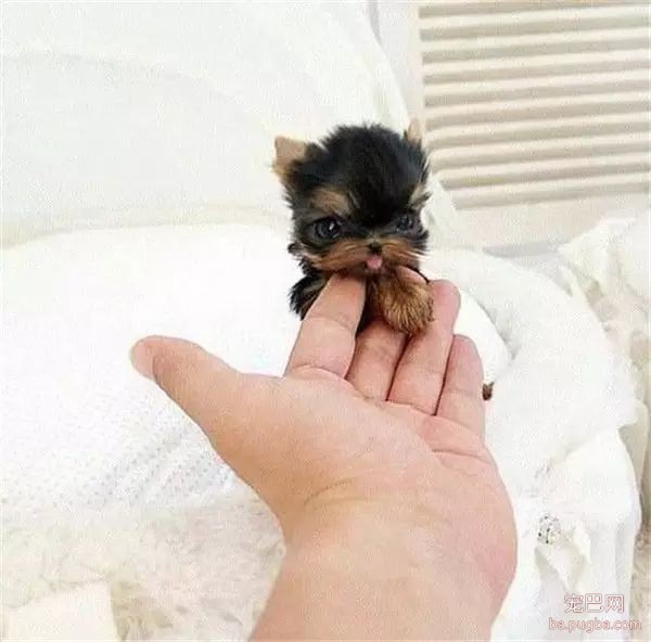 茶杯犬，可爱爆了-20.jpeg
