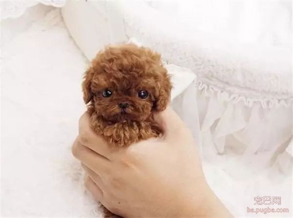 茶杯犬，可爱爆了-23.jpeg