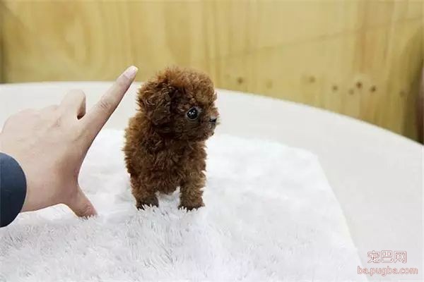 茶杯犬，可爱爆了-24.jpeg