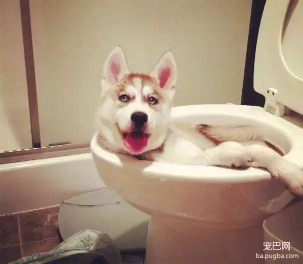 狗狗到底是天使还是恶魔？-2.jpeg
