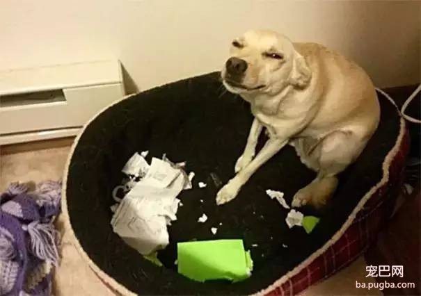 狗狗到底是天使还是恶魔？-1.jpeg