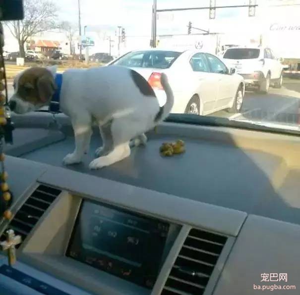 狗狗到底是天使还是恶魔？-5.jpeg