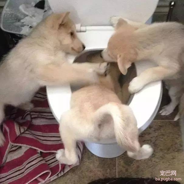 狗狗到底是天使还是恶魔？-4.jpeg