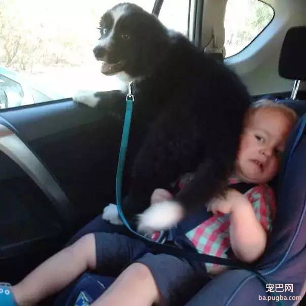 狗狗到底是天使还是恶魔？-9.jpeg