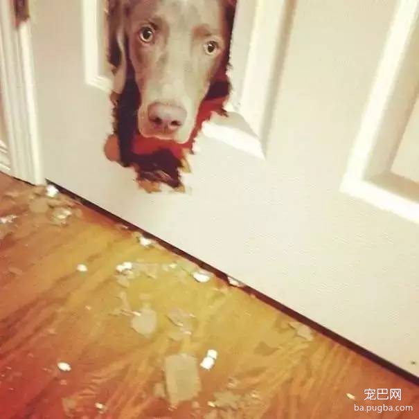 狗狗到底是天使还是恶魔？-12.jpeg