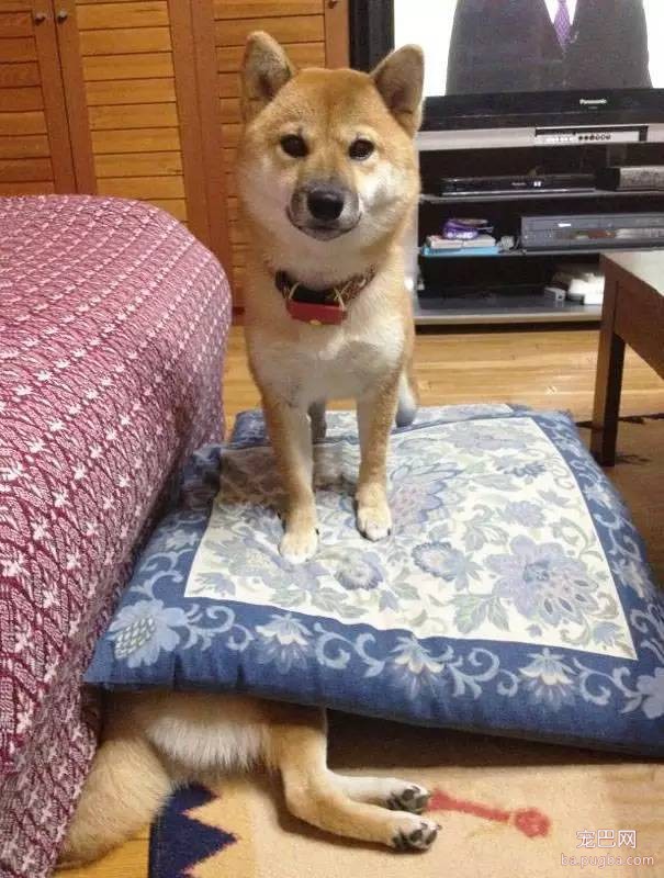 狗狗到底是天使还是恶魔？-13.jpeg