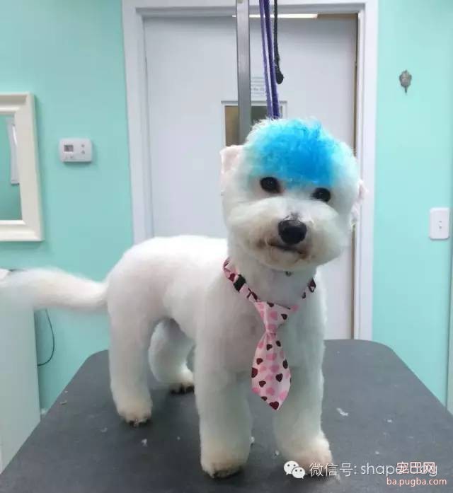 比熊美容图-10.jpeg