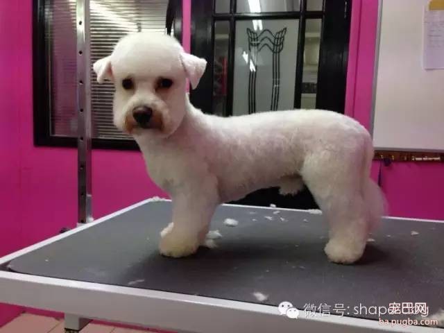 比熊美容图-17.jpeg
