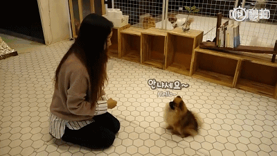 悄然兴起狗狗幼儿园？也许是宠物行业新型热门-4.gif