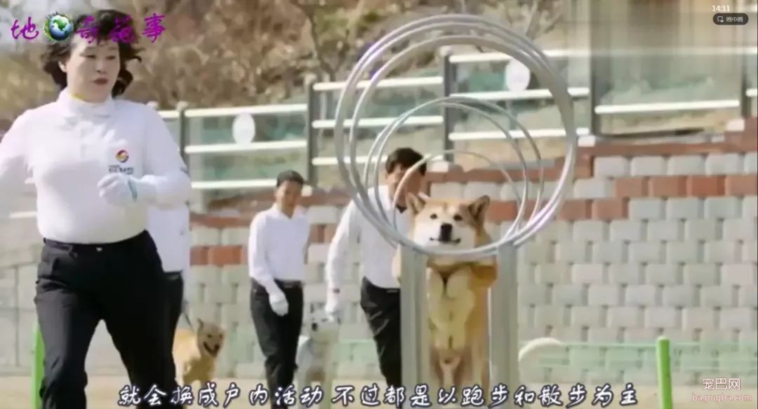 悄然兴起狗狗幼儿园？也许是宠物行业新型热门-7.jpeg