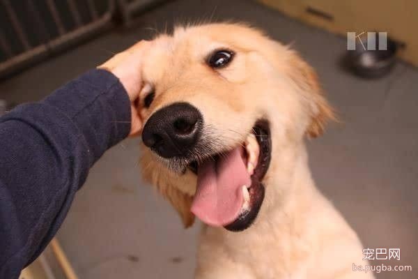 都是驯养的宠物，狗狗为什么就比猫咪黏人-3.jpeg