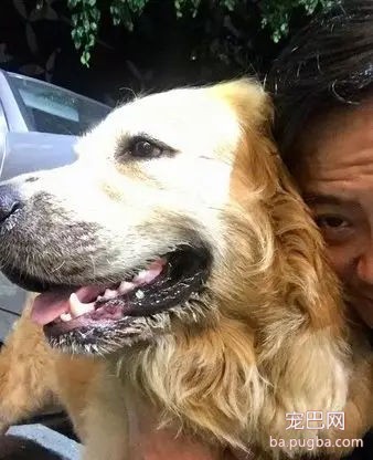 调皮金毛趁着主人等红灯，偷偷坐别人的车跑了……-4.jpg