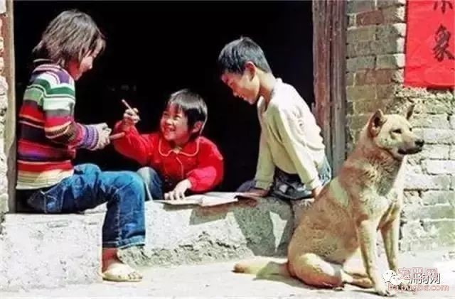 奇怪！为什么那么多人瞧不起本地的土狗？-2.jpeg