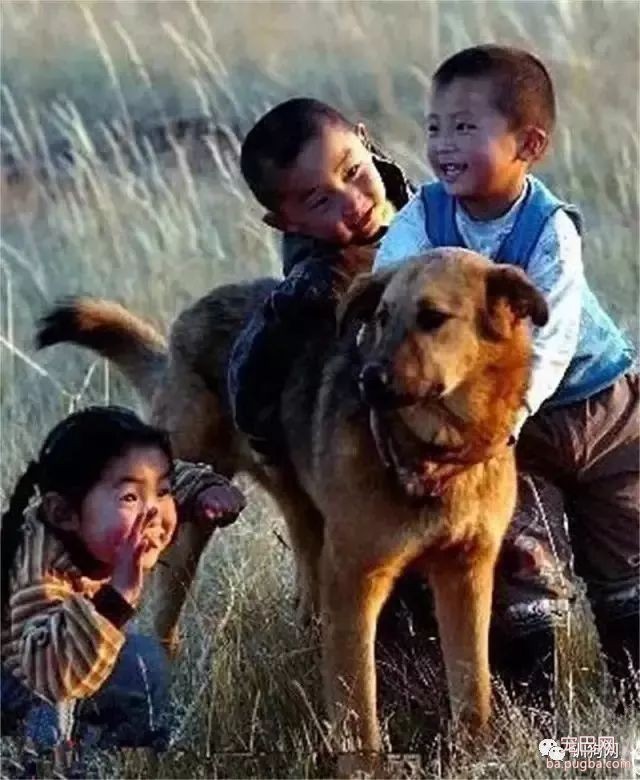 奇怪！为什么那么多人瞧不起本地的土狗？-8.jpeg