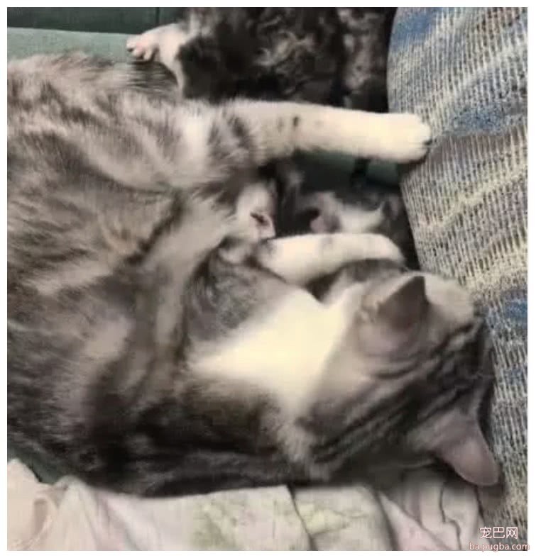 男主人一觉醒来，被子上长出5只小奶猫，母猫：该你带娃了-4.jpeg