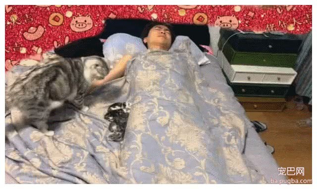男主人一觉醒来，被子上长出5只小奶猫，母猫：该你带娃了-1.jpeg