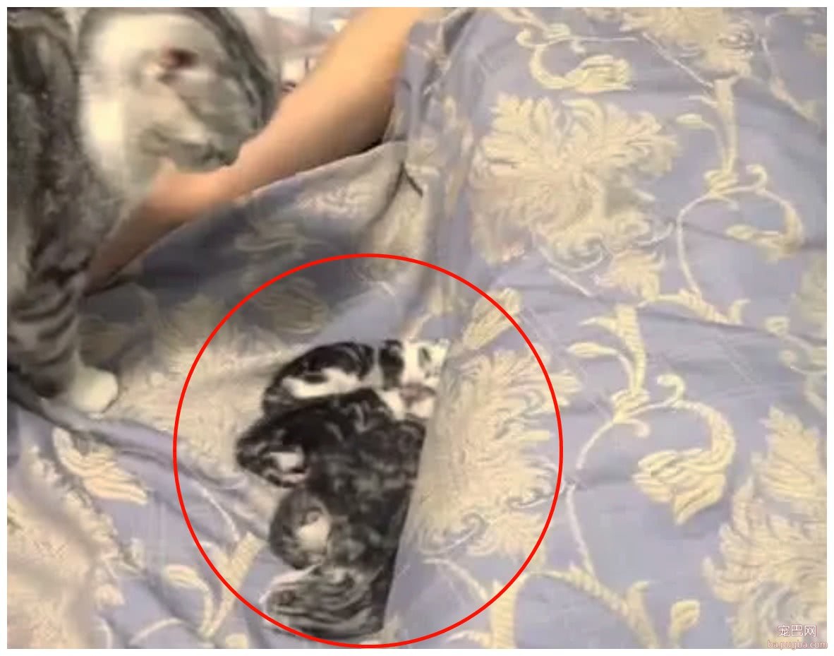 男主人一觉醒来，被子上长出5只小奶猫，母猫：该你带娃了-3.jpeg
