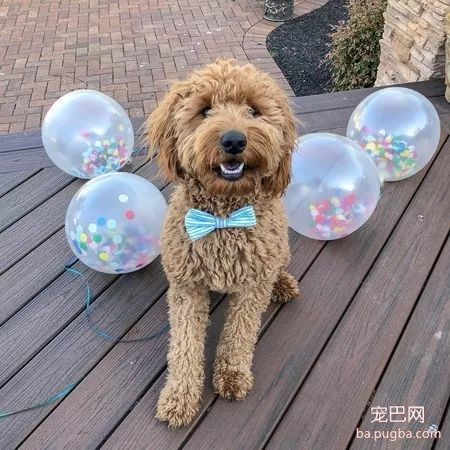 黄金贵宾有个小怪癖，每晚都要叼着不同的东西来陪睡...-1.jpeg