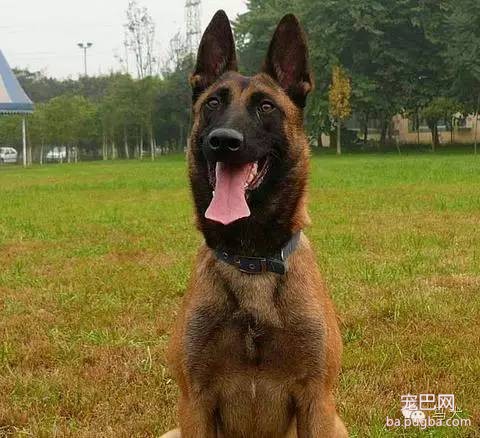 如何培养犬的注意力？-1.jpeg