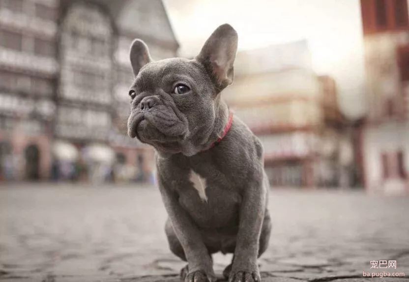 小型犬中，5种常见凶猛狗狗排名，有你家的吗？-5.jpeg