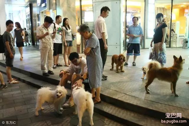 最常见的5个错误的遛狗方式，养狗的你犯过几个？-5.jpeg