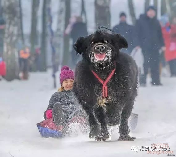 这些孩子和狗在冬天玩耍的画面会让你暖起来-1.jpeg